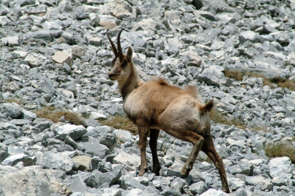 Camoscio d''Abruzzo Rupicapra pyrenaica ornata